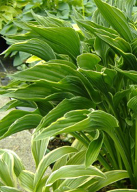 Hosta 'Praying Hands'